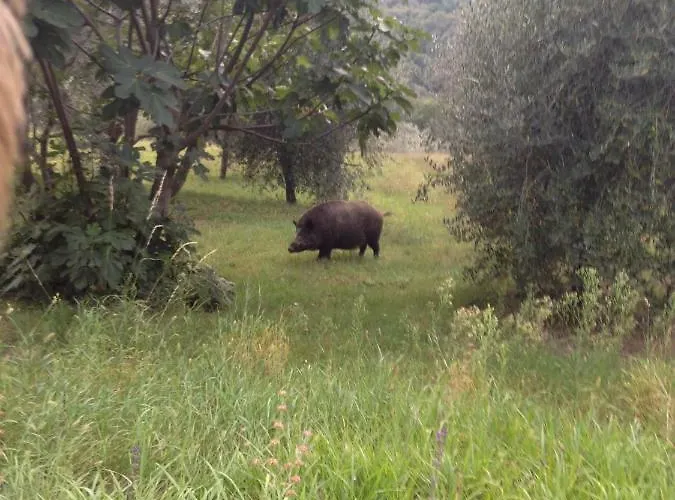 Il Ghiro Gasthof Montevarchi